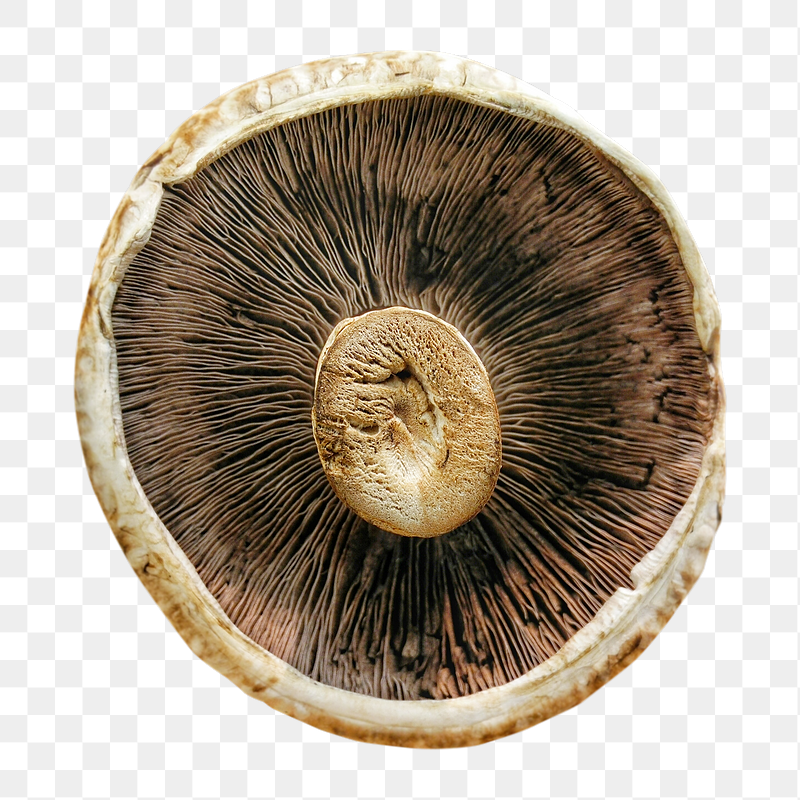 Mushroom inside macro png, transparent | Free PNG - rawpixel