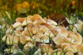 Mushroom on Green Grass