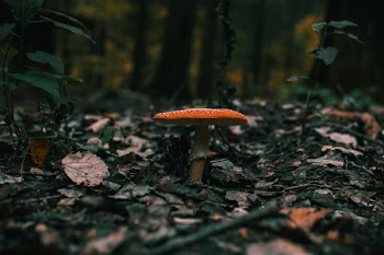 Mushroom On Ground