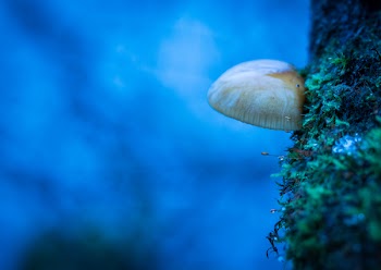 Mushroom on Wood