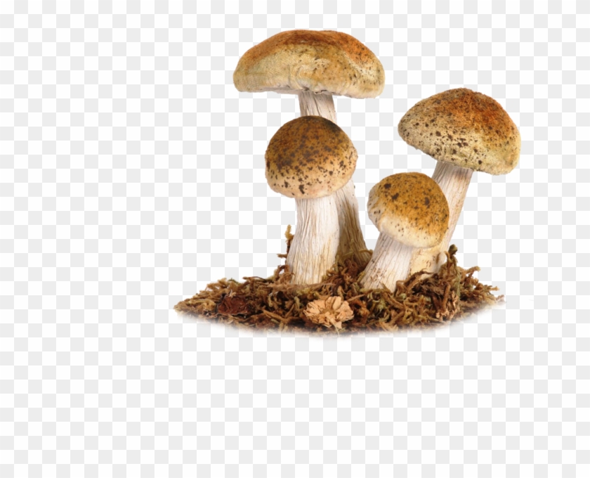 Mushroom Png Image - Fungi Transparent Background Gif