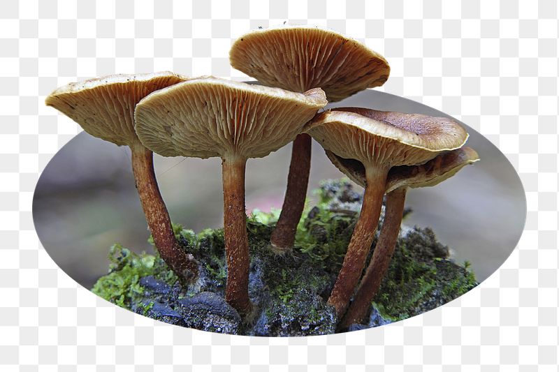 Mushroom png sticker, nature forest | Free PNG - rawpixel