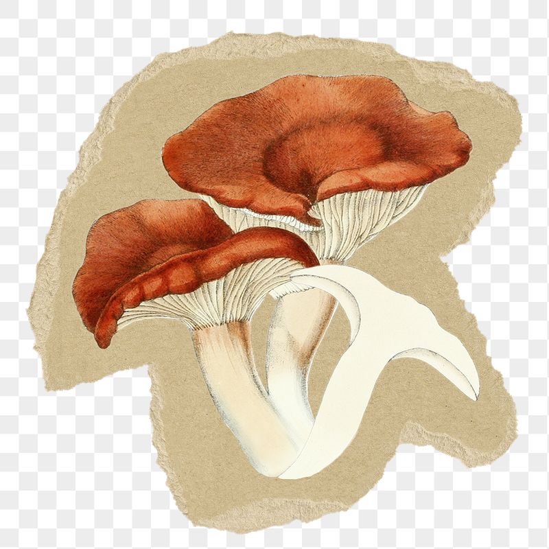 Mushroom png sticker, ripped paper, | Free PNG Illustration - rawpixel