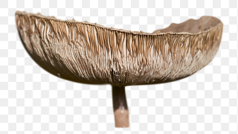 Mushroom png sticker, transparent background | Free PNG - rawpixel