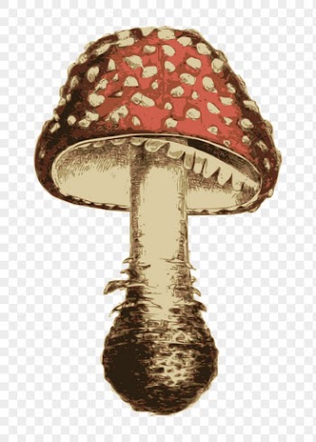 Mushroom png sticker vintage illustration, | Free PNG - rawpixel