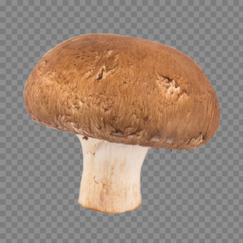 Mushroom PNG Transparent Image