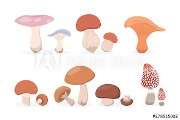 Mushroom set