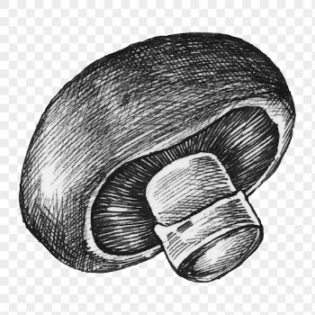 Mushroom sketch png sticker on transparent | Free PNG - rawpixel