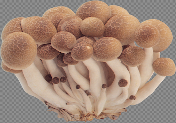 Mushroom Transparent Images