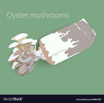 Mushroom vector image