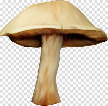 Mushroom Watercolor painting Fungus, Hand-painted mushrooms transparent background PNG clipart