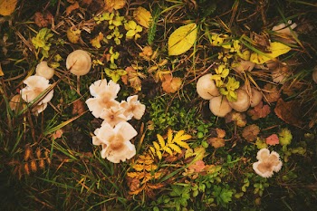 Mushrooms