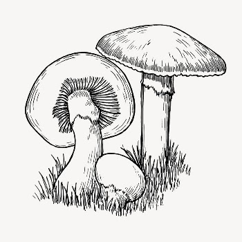 Mushrooms clipart, vintage hand drawn | Free Vector - rawpixel