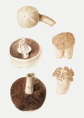 Mushrooms in vintage style | Free stock vector - 561624