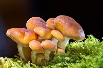 Mushrooms With Green Vegetable