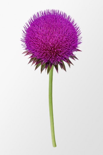Musk thistle, pink flower collage | Free PSD - rawpixel