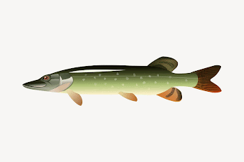 Muskellunge fish collage element illustration | Free Vector - rawpixel