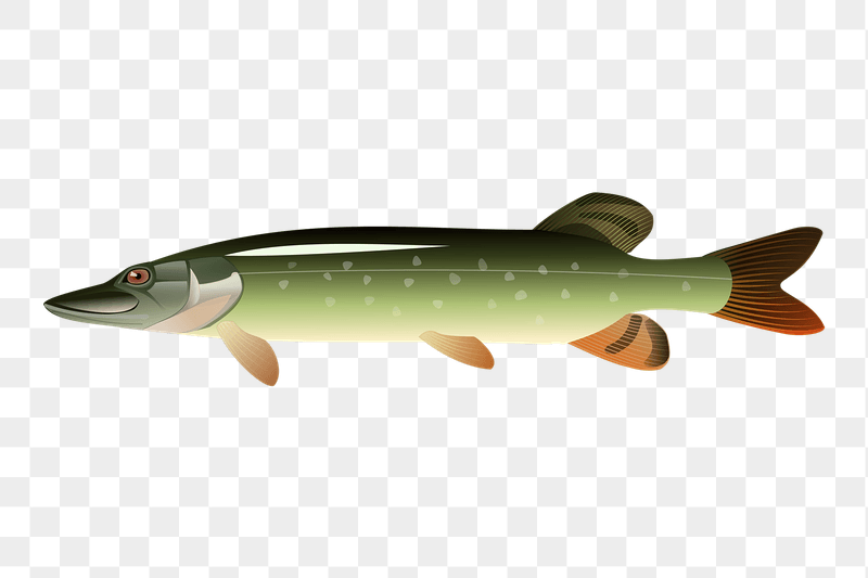 Muskellunge fish png sticker illustration, | Free PNG - rawpixel