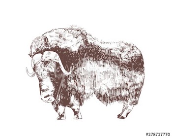 Muskox hand drawn with contour lines on white background