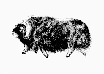 Muskox shade drawing | Free stock vector - 562506