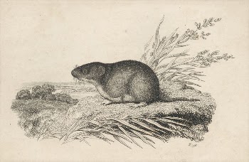 Muskrat | Free Photo - rawpixel