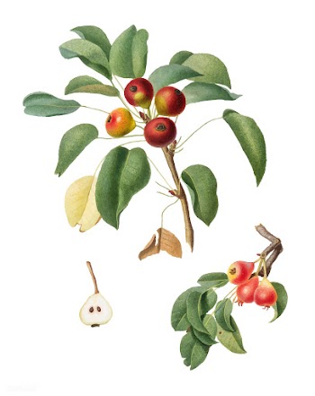Musky pear from Pomona Italiana (1817-1839) b.. | Free stock vector - 487976