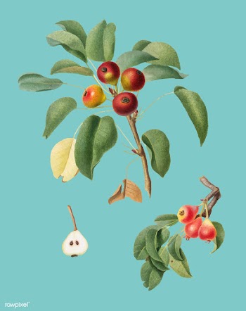 Musky pear from Pomona Italiana illustration | Free stock vector - 488009