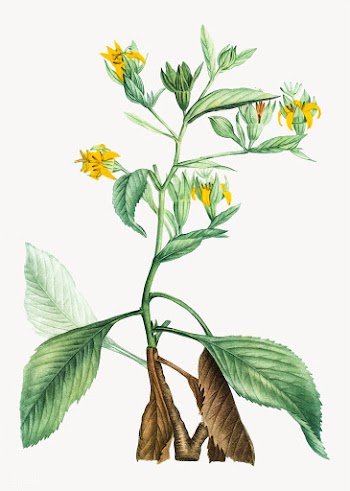 Musschia aurea plant | Free stock vector - 568408