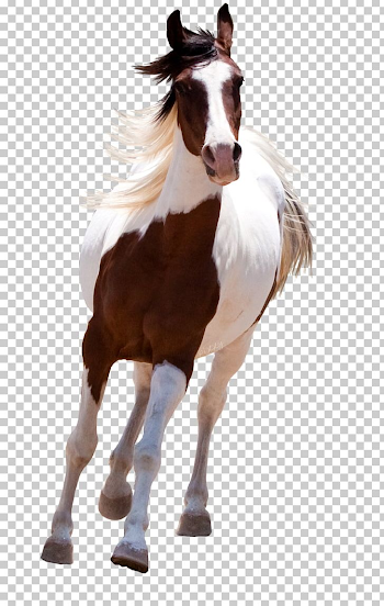 Mustang American Paint Horse Standing Horse PNG, Clipart, Animals ...