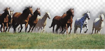 Mustang American Quarter Horse Arabian horse Andalusian horse Thoroughbred - horse 