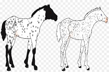 Mustang Foal Colt Stallion Bridle - mustang 