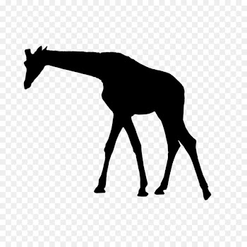 Mustang Foal Colt Stallion Halter -  