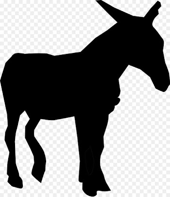 Mustang Foal Stallion Donkey Bischofshofen -  