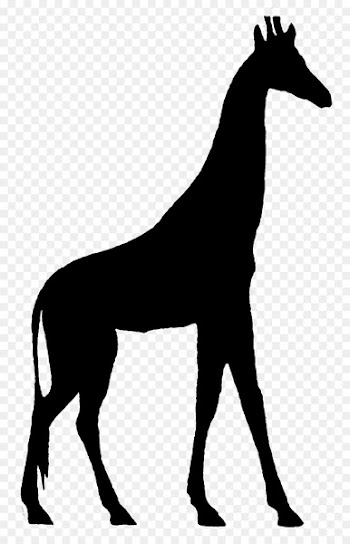Mustang, Giraffe, Stallion, Mammal, Vertebrate PNG