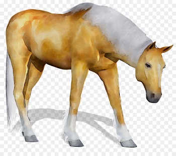 Mustang Mare Foal Stallion Halter -  