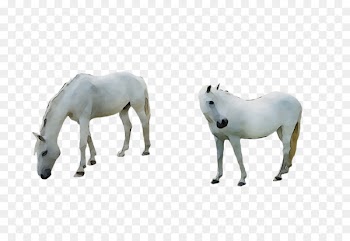 Mustang Mare Foal Stallion Halter -  
