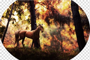 Mustang Stallion Pack animal Freikörperkultur sleeping wolf, mustang transparent background PNG clipart