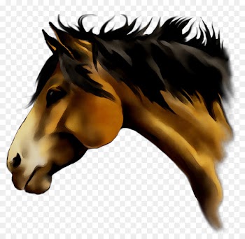 Mustang Stallion Pack animal Snout Naturism -  