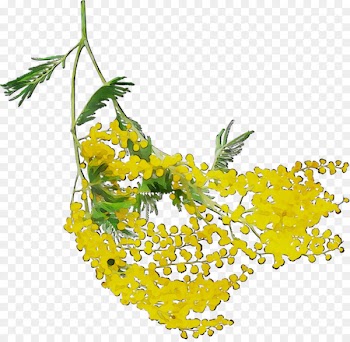 Mustard Yellow Flowering plant Fruit Mimosa -  