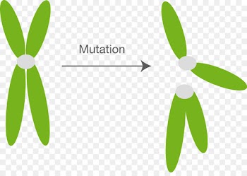 Mutation Chromosome abnormality Fission Cell division - fission 