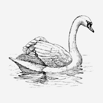 Mute swan, animal illustration. Free | Free Photo Illustration - rawpixel