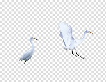 Mute swan Bird Icon, white crane transparent background PNG clipart