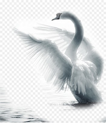 Mute swan Bird Paper Feather - Noble Swan 
