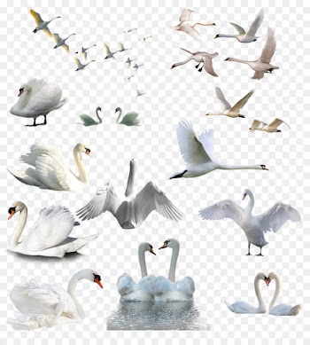 Mute swan Bird The Threatened Swan Coscoroba swan Black swan - swan 