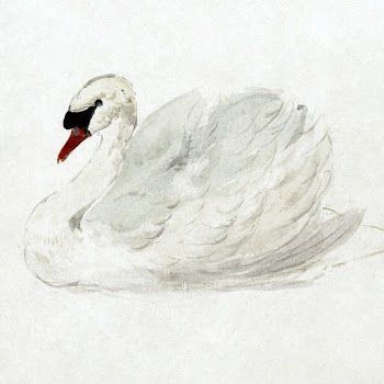 Mute swan (ca. 1720&ndash;1792) drawing in… | Free public domain illustration