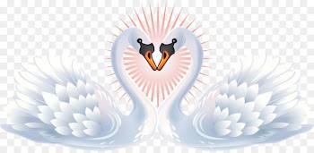 Mute swan Clip art Black swan Portable Network Graphics Image - swans 