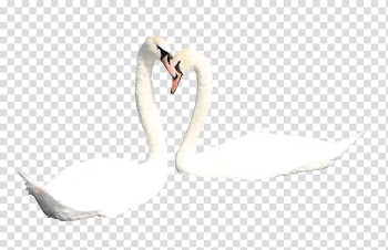 Mute swan Duck Bird, Two white swans transparent background PNG clipart