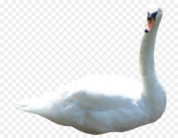 Mute swan Duck Goose Bird Image - duck 