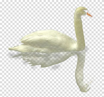 Mute swan Duck Goose White Swan, Water swimy white swan transparent background PNG clipart