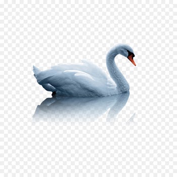 Mute swan Duck White Swan - swan 